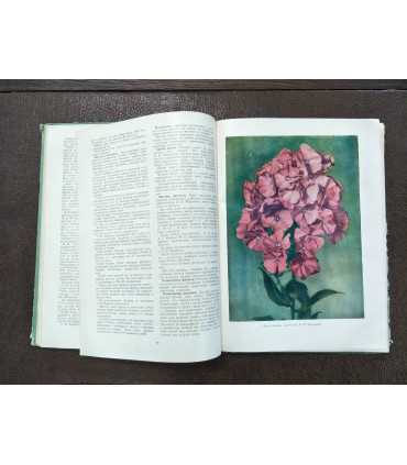 Опыт цветоводов москвичей