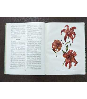 Опыт цветоводов москвичей