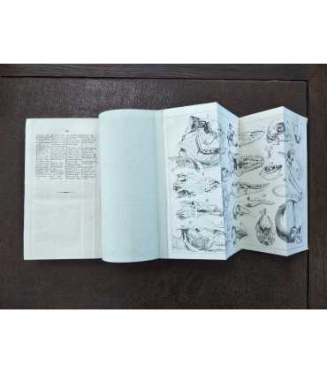 Zoologia Specialis. Том 3