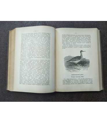 Птицы России. М.А. Мензбира. Том 1