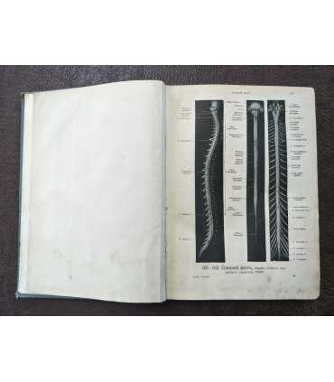 Атлас по анатомии человека - составил Вернер Шпальтегольц