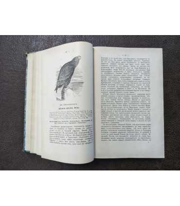 Птицы России. М.А. Мензбира. Том 2