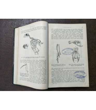 Проф. М.А. Мензбиръ - Птицы