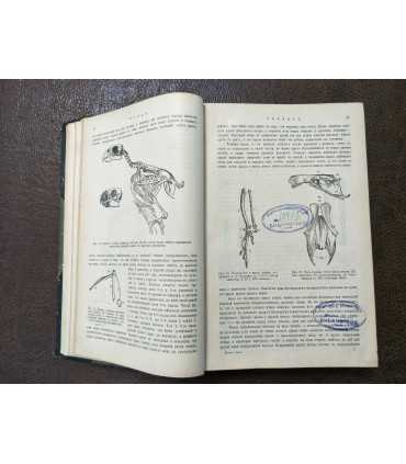 Проф. М.А. Мензбиръ - Птицы