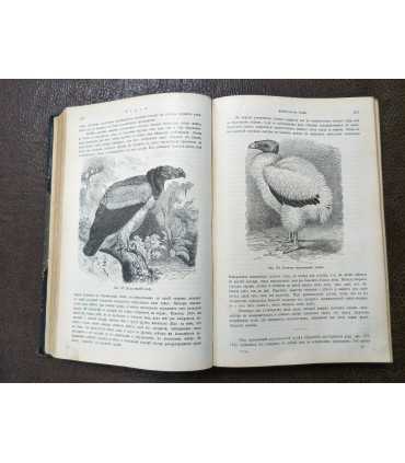 Проф. М.А. Мензбиръ - Птицы