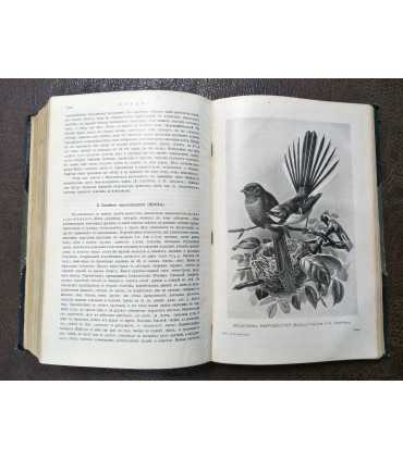 Проф. М.А. Мензбиръ - Птицы