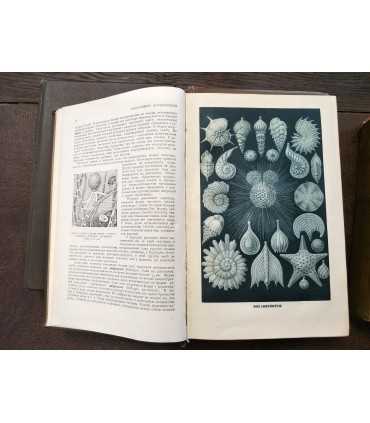 Жизнь животных по А.Э. Брэму