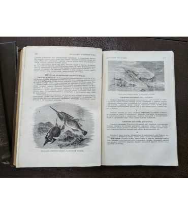 Жизнь животных по А.Э. Брэму