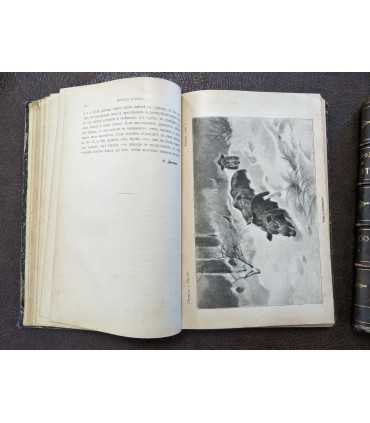 Природа и охота