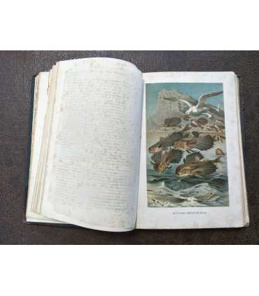 Жизнь животных. А. Брем. Том 8