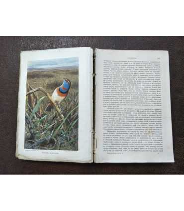 Брем, жизнь животных. Том 9