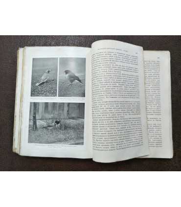 Брем, жизнь животных. Том 9