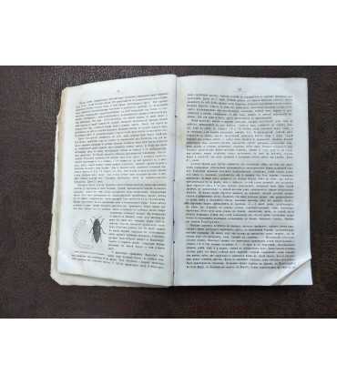 Иллюстрированная Жизнь животных А.Э. Брема