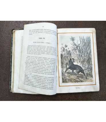 Гартвиг - Тропический мир