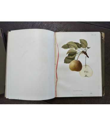 Атлас плодов