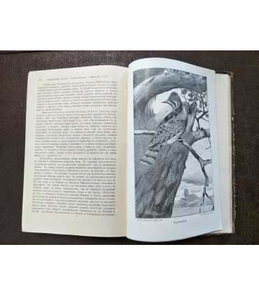 Брем, жизнь животных.