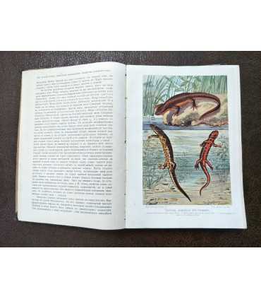 Брем, жизнь животных.