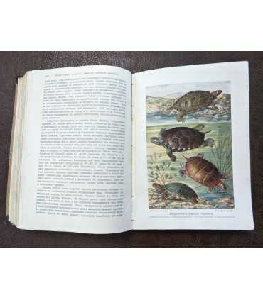 Брем, жизнь животных.