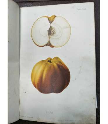 Атлас плодов. Выпуски 1,2,3,4